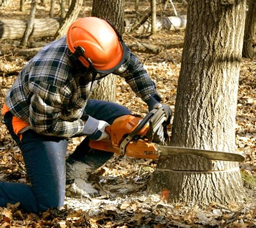 Tree Removal in Palm, PA